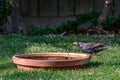 Starling wild bird, Sturnus vulgaris, drinking water from a garden bird bath Royalty Free Stock Photo