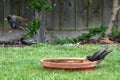 Starling wild bird, Sturnus vulgaris, drinking water from a garden bird bath Royalty Free Stock Photo