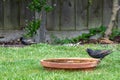 Starling wild bird, Sturnus vulgaris, drinking water from a garden bird bath Royalty Free Stock Photo