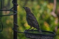 Starling young in bird feeder