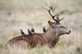 Starlings on the back of a red deer stag Royalty Free Stock Photo