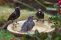 Starlings bathing on a bird bath Royalty Free Stock Photo