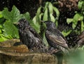 Starlings bathing in bird bath.