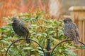 Starlings on a bird feeder