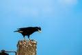 Starlings bird on the post Royalty Free Stock Photo