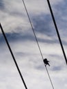 The Starlings Bird Stands being Hairy on a Power Line