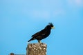 Starlings bird or White-vented Myna or Acridotheres grandis on the post