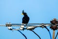 Starlings bird or White-vented Myna or Acridotheres grandis