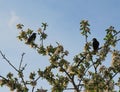European Starlings on a blossoming apple tree
