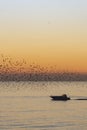 Starlings in Brighton at sun set Royalty Free Stock Photo