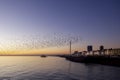 Starlings in Brighton at sun set Royalty Free Stock Photo