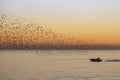 Starlings in Brighton at sun set Royalty Free Stock Photo