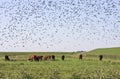 Starlings and cows in Groninger landscape, Holland