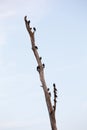 Starlings on dead tree