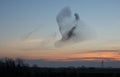 Starlings at Dusk Royalty Free Stock Photo