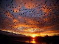 Starlings at Dusk Royalty Free Stock Photo