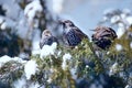 Starlings in early spring that flew from distant countries on the branches of spruce