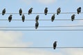 Starlings on electric wires