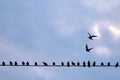 Starlings on electrical line against blue sky. With copy space Royalty Free Stock Photo