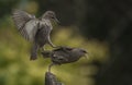 Starlings fighting over some bird food