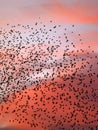 Starlings fill the night sky Royalty Free Stock Photo