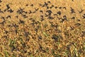 Starlings flying in the background of corn fields Royalty Free Stock Photo