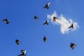 Starlings flying in the blue sky minimalist painting Royalty Free Stock Photo