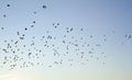 Starlings flying at dusk