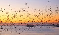 Starlings flying in formation at sunset infront of west pier Brighton Royalty Free Stock Photo