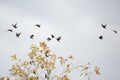 Starlings Flying Past Robins and Waxwings