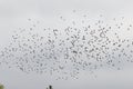 Flock of starlings in autumn, LÃÂ¼dershagen, Germany Royalty Free Stock Photo