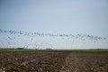 Starlings and lapwings ready for migration over the field. Flock of birds flying to south in autumn.