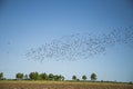 Starlings and lapwings ready for migration over the field. Flock of birds flying to south in autumn.