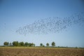 Starlings and lapwings ready for migration over the field. Flock of birds flying to south in autumn.