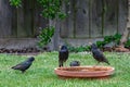 Starlings meeting at the bird bath Royalty Free Stock Photo