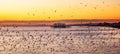 Starlings murmurating at sunset infront of west pier Brighton Royalty Free Stock Photo