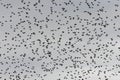 Starlings murmuration bird Royalty Free Stock Photo