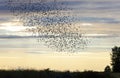 Starlings murmuration bird Royalty Free Stock Photo