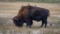 Starlings Perched on Bison Royalty Free Stock Photo