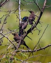 Starlings at Goose Pond in Indiana