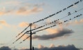 Starlings perched on a wire.