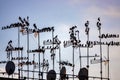 Starlings roosting