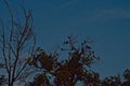Starlings Roosting in Elm Tree