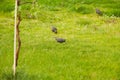 Starlings searching for the worm on the ground. A common starling, also known as the European starling, sturnus vulgaris, eating w Royalty Free Stock Photo