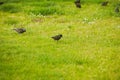 Starlings searching for the worm on the ground. A common starling, also known as the European starling, sturnus vulgaris, eating w Royalty Free Stock Photo