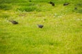 Starlings searching for the worm on the ground. A common starling, also known as the European starling, sturnus vulgaris, eating w Royalty Free Stock Photo