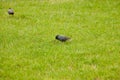 Starlings searching for the worm on the ground. A common starling, also known as the European starling, sturnus vulgaris, eating w Royalty Free Stock Photo