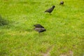 Starlings searching for the worm on the ground. A common starling, also known as the European starling, sturnus vulgaris, eating w Royalty Free Stock Photo