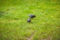 Starlings searching for the worm on the ground. A common starling, also known as the European starling, sturnus vulgaris, eating w Royalty Free Stock Photo