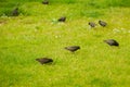 Starlings searching for the worm on the ground. A common starling, also known as the European starling, sturnus vulgaris, eating w Royalty Free Stock Photo